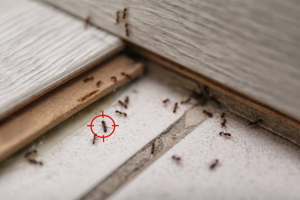 Wasp Removal Services in Thatcher, UT