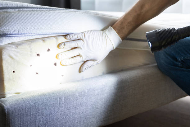 Professional Pest Control in Thatcher, UT